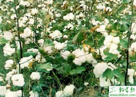 種棉花現蕾期田間管理