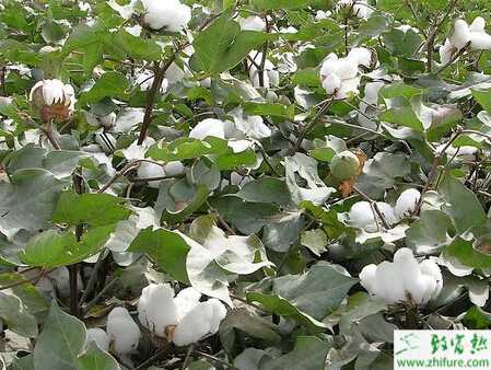 種棉花葉面噴肥效果好