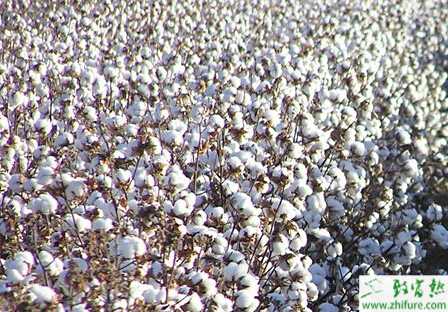 種棉花紅葉莖枯病的防治