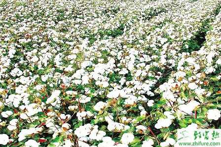 種棉花之怎樣提高棉花成桃比例