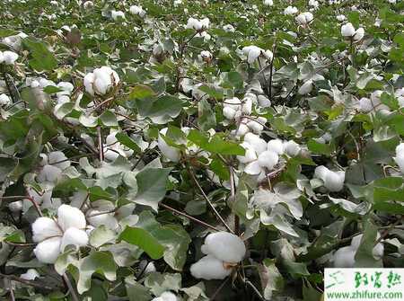 種棉花棉薊馬的防治