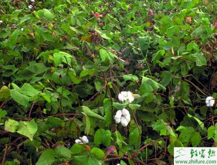 種棉花紅蜘蛛的防治