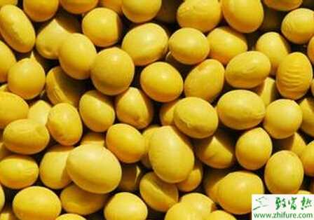 種大豆如何防大豆花莢脫落