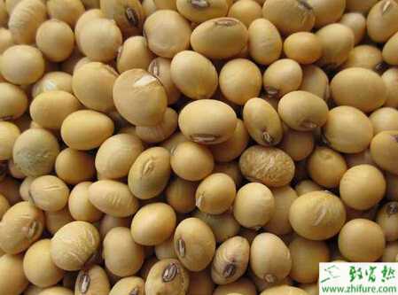 種大豆的化控技術(shù)