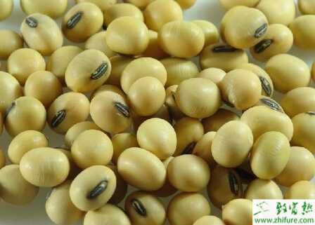 種大豆播種關(guān)鍵技術(shù)