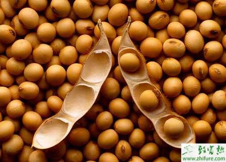 種大豆之夏大豆中后期管理