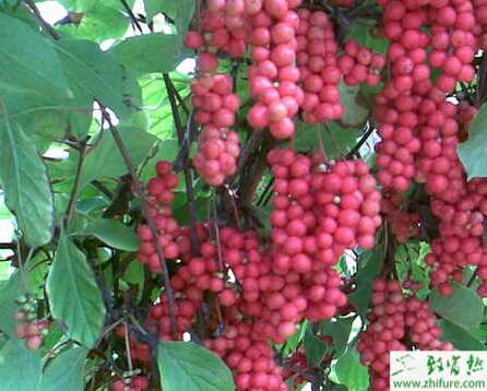 種五味子之五味子園的水分管理