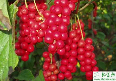 種五味子的整形