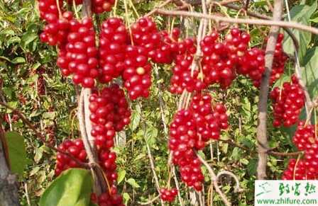 種五味子雜草的防除