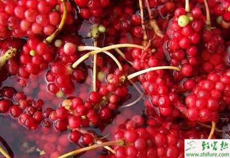 種北五味子播種育苗