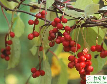 種五味子之五味子園地土壤管理