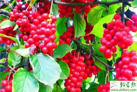 種五味子人工育種技術