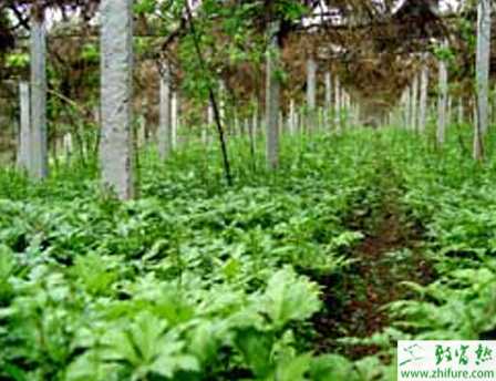 怎樣才能種植出優質黃連