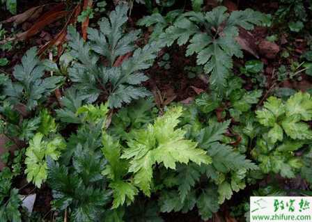 黃連種植壯苗的培育