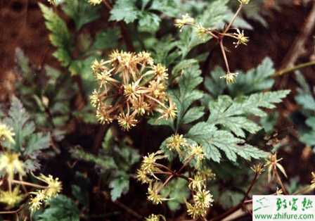 種黃連白粉病的防治