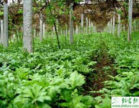 種黃連天然林栽連整地方法