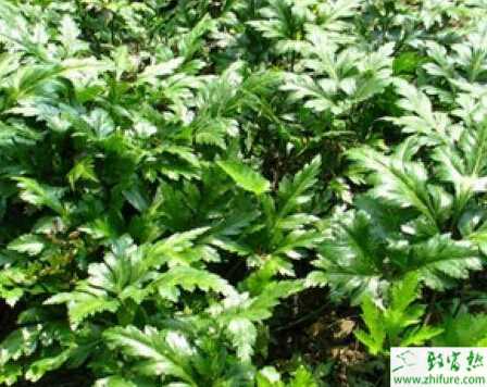 種黃連田間管理措施