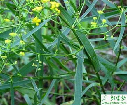 種柴胡栽培技術(shù)