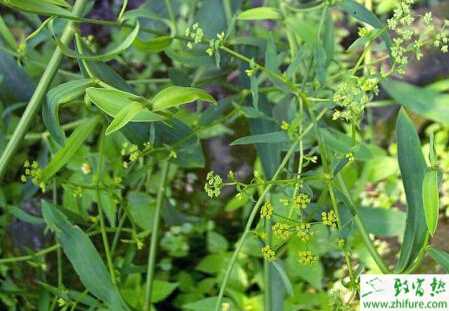 種柴胡的栽培技術(shù)要點