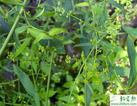 無公柴胡生產(chǎn)技術(shù)