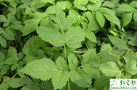 川芎的栽培種植