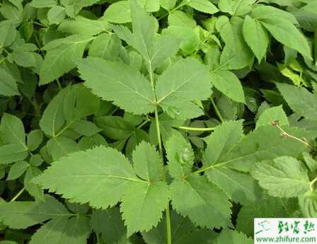 種川芎栽種前需多注意