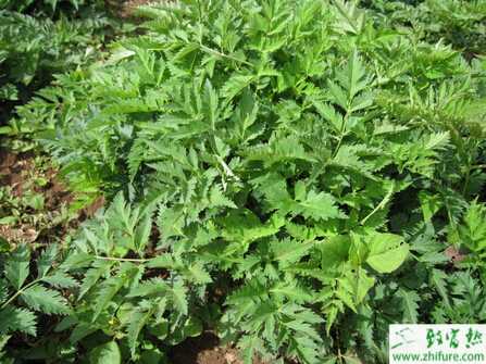種川芎的無性繁殖方法和栽培管理
