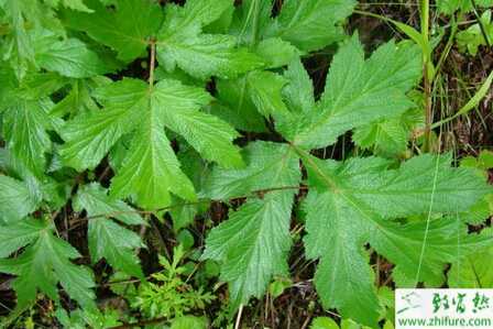 種川芎主要病蟲害的防治