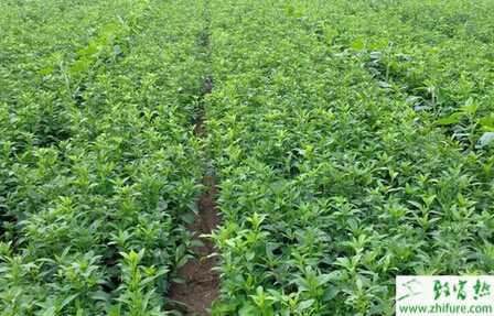 種白術鐵葉病的防治