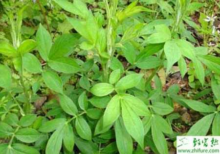 種白術栽培需抓好五點