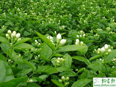 種白術高產栽培技術