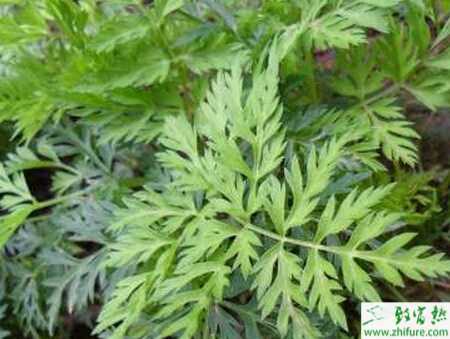 優產栽培川芎的經驗