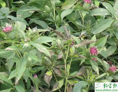 怎樣栽培高產白術