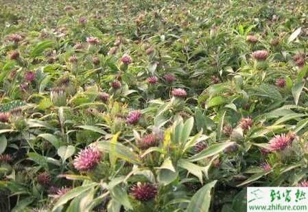 種白術高產有妙招