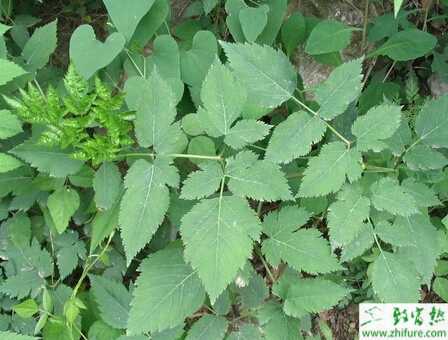 如何高產栽培川芎