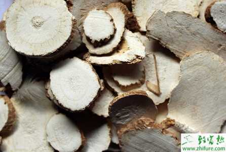 藥菜間作白芷種植技術