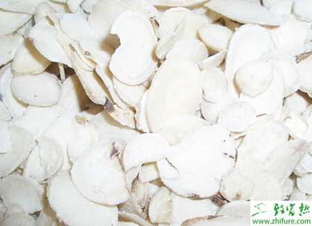 田間種植怎樣管理白芷