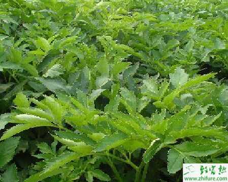 種白芷田間種管理