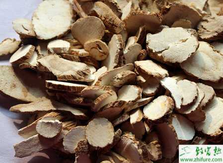 高產(chǎn)栽培白芷的技術(shù)