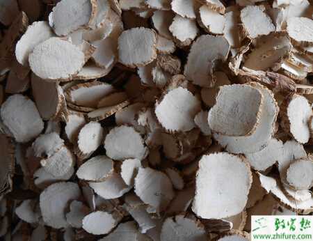 白芷的科學(xué)種植技術(shù)