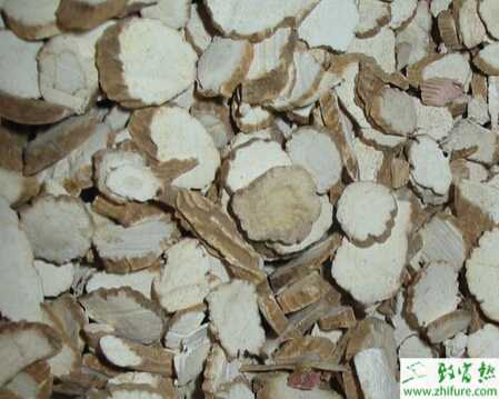 種白芷之白芷栽培技術(shù)