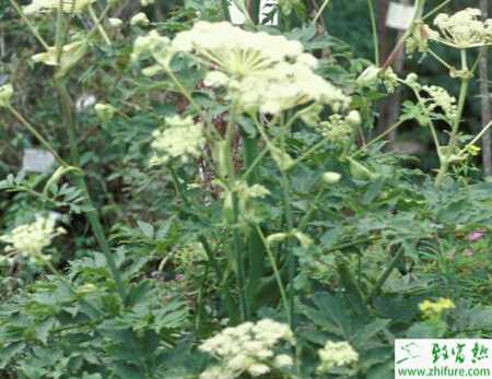 種白芷秋播五步驟