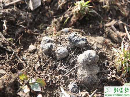 如何利用舊蜜環菌材栽培豬苓