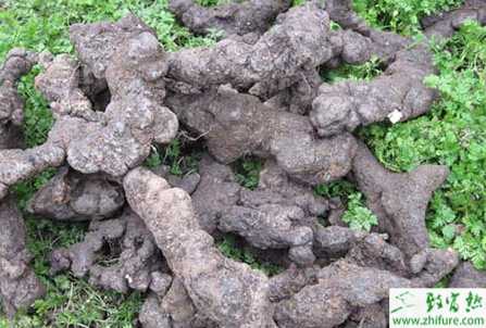 豬苓的栽培管理措施