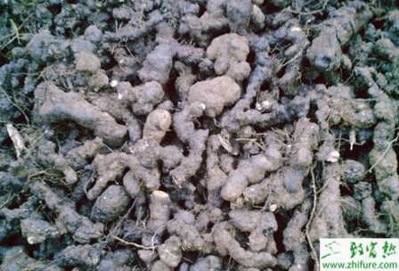 怎樣高產栽培豬苓