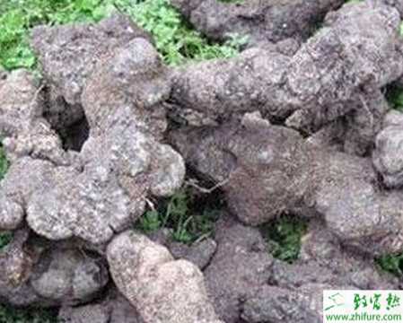 種豬苓栽培防旱保水需注意