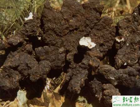 種豬苓栽培中的技術問題