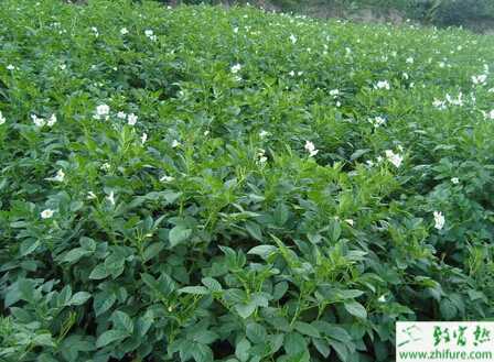 種白芷之白芷種前的田間的經驗