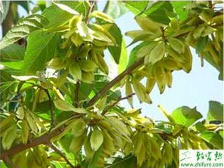 種杜仲種子繁殖栽培技術