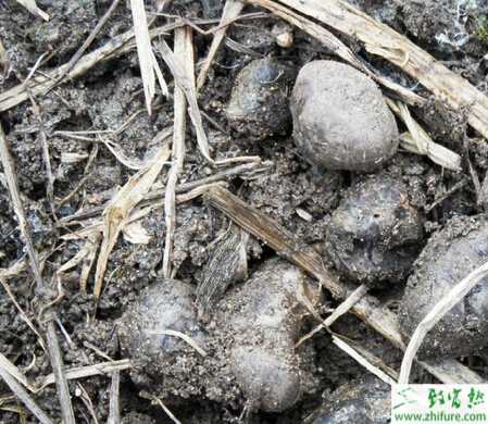 豬苓種植栽培的技巧